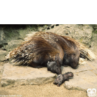 گونه تشی Indian Crested Porcupine
